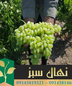 قیمت و خرید نهال انگور بیدانه پیکامی Pikami grape vine seedlings
