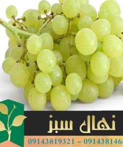 قیمت و خرید نهال انگور خلیلی Khalili grape seedling