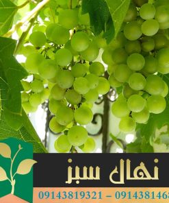 قیمت و خرید نهال انگور پرلت Pearlet grape seedling