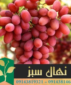 قیمت و خرید نهال انگور کریمسون Crimson grape seedling