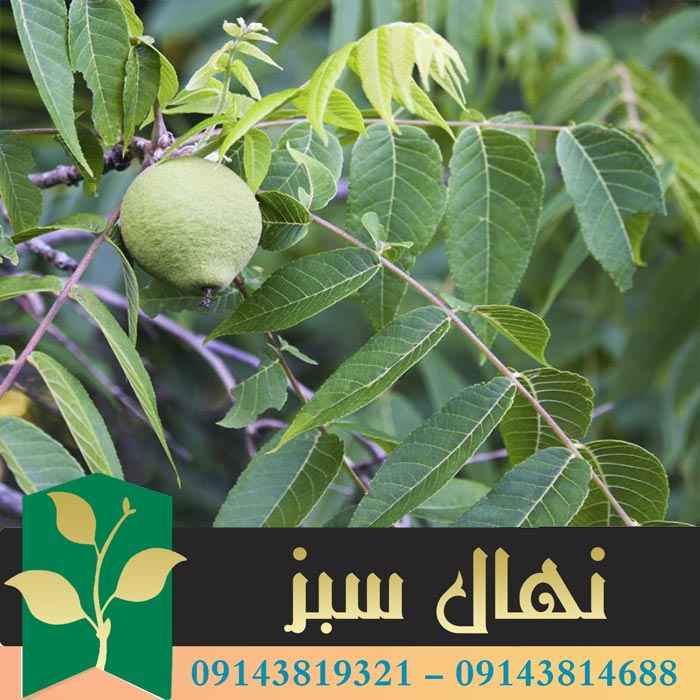 قیمت و خرید نهال گردو اسرائیلی Israeli walnut seedlings