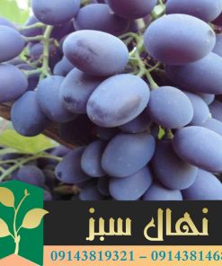 قیمت و خرید نهال انگور شانی Shani grape seedling