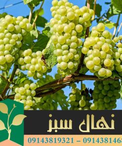 قیمت و خرید نهال انگور عسگری Asgari grape seedling