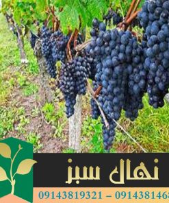 قیمت و خرید نهال انگور صاحبی سیاه Sahibi black grape seedling