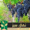 قیمت و خرید نهال انگور فرانسوی French grape seedlings