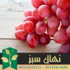 قیمت و خرید نهال انگور قزل اوزوم Qezel Ozum grape seedling