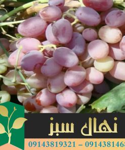 قیمت و خرید نهال انگور احمدی Ahmadi grape seedling