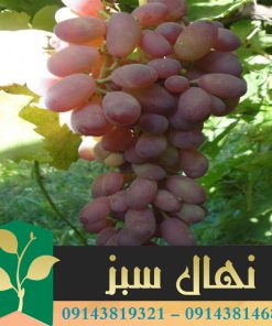 قیمت و خرید نهال انگور تبرزه Tabar Zeh grape seedling