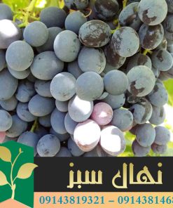 قیمت و خرید نهال انگور ترکمن 4 Turkmen grape seedling 4