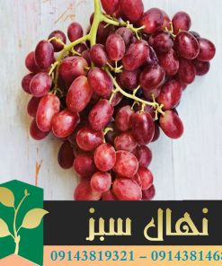 قیمت و خرید نهال انگور جوین Seedlings of grape vines