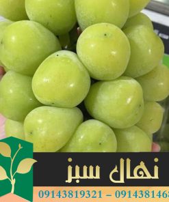 قیمت و خرید نهال انگور موسکات Muscat grape seedlings