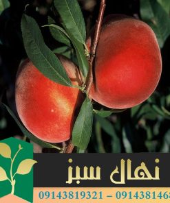 قیمت و خرید نهال هلو برایت استار Bright Star peach seedling