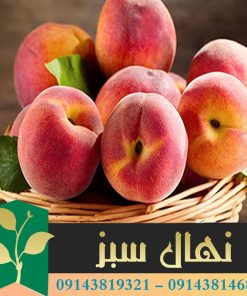 قیمت و خرید نهال هلو جوادی Javadi peach seedling