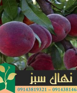 قیمت و خرید نهال هلو فرانسه پیش رس French peach seedlings