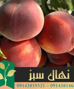 قیمت و خرید نهال هلو حاج کاظمی Haj Kazemi peach seedling