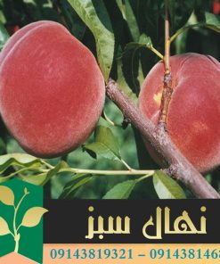 قیمت و خرید نهال هلو رقم آلستار Allstar peach seedling