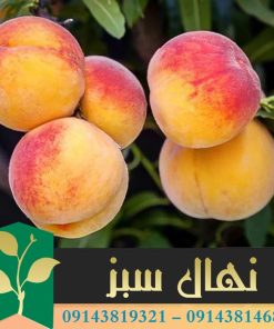 قیمت و خرید نهال هلو کرال استار kral star peach seedling