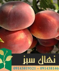 قیمت و خرید نهال هلو حاج کاظمی Haj Kazemi peach seedling