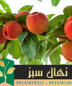 قیمت و خرید نهال هلو ردتاپ Redtop peach seedling