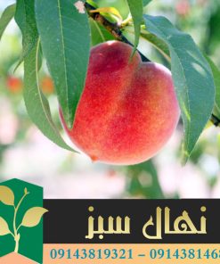قیمت و خرید نهال هلو رقم اسپرینگ Spring variety peach seedling