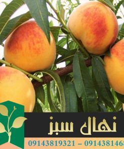 قیمت و خرید نهال هلو زعفرانی Saffron peach seedling