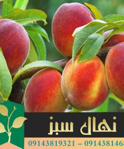 قیمت و خرید نهال هلو سرخابی Magenta peach seedling