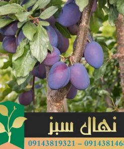 قیمت و خرید نهال آلو دامسونز (Damsons plum seedlings)
