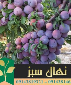 قیمت و خرید نهال آلو اختری Akhtar plum seedling