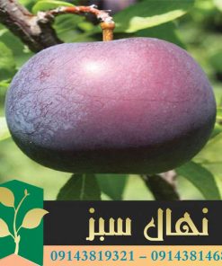 قیمت و خرید نهال آلو انجیری (Fig plum seedling)