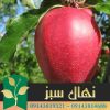 نهال سیب لبنانی قرمز (Red Lebanese apple seedlings)