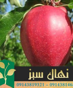نهال سیب لبنانی قرمز (Red Lebanese apple seedlings)