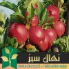 قیمت و خرید آنلاین نهال سیب استارکینگ (Starking apple seedling)