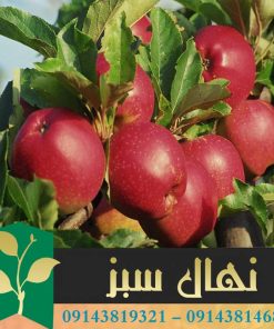 قیمت و خرید آنلاین نهال سیب استارکینگ (Starking apple seedling)