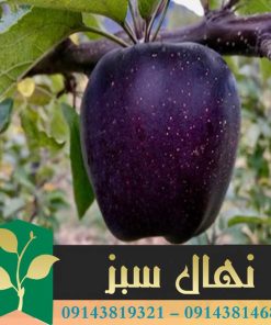 قیمت و خرید آنلاین نهال سیب بلک میراکل (Black Miracle apple seedling)