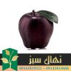 قیمت و خرید آنلاین نهال سیب جرومین (Geromin apple seedling)