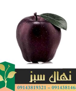 قیمت و خرید آنلاین نهال سیب جرومین (Geromin apple seedling)