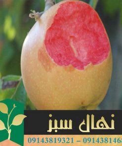 قیمت و خرید آنلاین نهال سیب خونی (Bloody apple seedling)