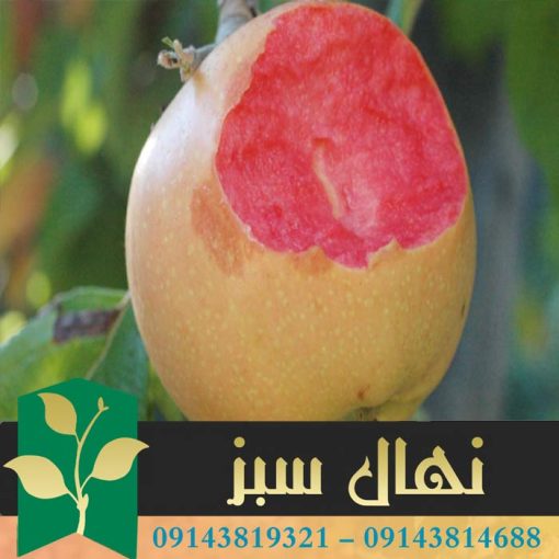 قیمت و خرید آنلاین نهال سیب خونی (Bloody apple seedling)