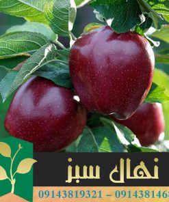 قیمت و خرید آنلاین  نهال سیب رد چف (Red chaf apple seedling)