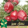 قیمت و خرید آنلاین نهال سیب رددلیشز (Red Delicious apple seedling)