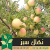 قیمت و خرید آنلاین نهال سیب رندرز (Rendars apple seedling)