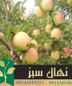 قیمت و خرید آنلاین نهال سیب رندرز (Rendars apple seedling)