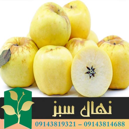 قیمت و خرید آنلاین نهال سیب زرد فرانسه (French yellow apple seedling)