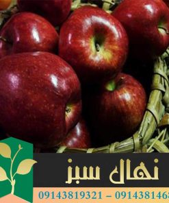 قیمت و خرید آنلاین نهال سیب زنور (Zenor apple seedling)