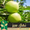 قیمت و خرید آنلاین نهال سیب سبز ماریا (Maria's green apple seedling)