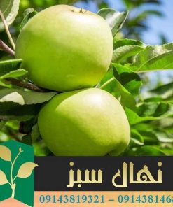 قیمت و خرید آنلاین نهال سیب سبز ماریا (Maria's green apple seedling)