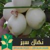 قیمت و خرید آنلاین نهال سیب سفید شیشه ای (Glass white apple seedling)