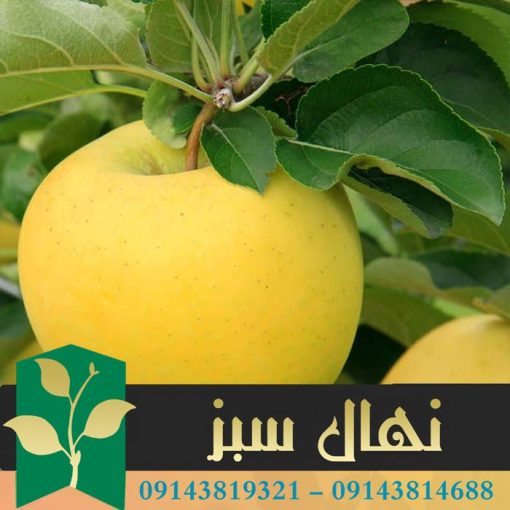 قیمت و خرید آنلاین نهال سیب سفید قندی (White sugar apple seedling)