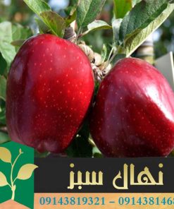 قیمت و خرید آنلاین نهال سیب سوپر چف (Superchef apple seedling)
