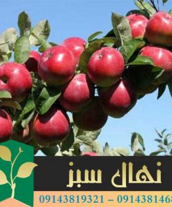 قیمت و خرید آنلاین نهال سیب عباسی مشهد (Abbasi apple seedling of Mashhad)